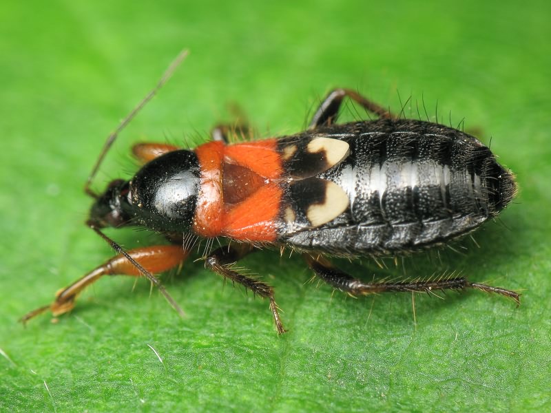 Prostemma sanguineum (Rossi, 1790)